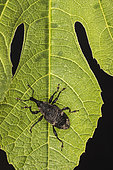 Black fig weevil (Aclees taiwanensis) descend the common fig (Ficus carica) leaf by night, Liguria, Italy