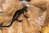 Side view of a female of alpine newt (Ichthyosaura alpestris ssp. apuana) in terrestrial phase walking on wet leaves, Liguria, Italy