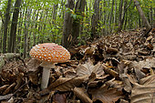 Fly Agaric (Amanita muscaria) growing in its natural environment, Liguria, Italy