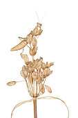 Profile of a European Dwarf Mantis (Ameles decolor) on the white background