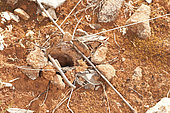 Typical burrow entrance of the Tarantula's Wolf Spider (Lycosa tarantula), island of Molat,Zupanija Zadarsko-Kninska, Croatia