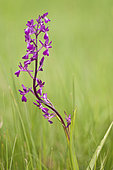 Loose flowered Orchid (Anacamptis laxiflora) growing in the meadow, Liguria, Italy