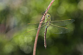 Adult female of Emperor dragonfly (Anax imperator) resting on twig, Liguria, Italy