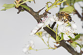 Western honey bee or European honey bee (Apis mellifera) collecting pollen from flowers, Liguria, Italy