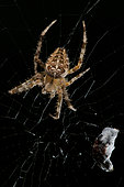 Garden / Cross spider (Araneus diadematus) with a pray in its web on the black background, Liguria, Italy