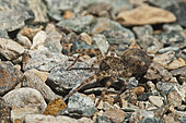 Wolf Spider (Arctosa cinerea) camouflaged with the surrounding environment, Liguria, Italy