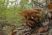 The group of Honey mushroom (Armillaria mellea) growing in its natural environment, Liguria Italy