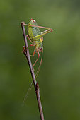 Male of Southern Saw-tailed Bush-cricket (Barbitistes obtusus) in descends from the twig, Liguria, Italy