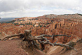 Roots of an old tree with a Bryce canyon national park in background, Utah, USA