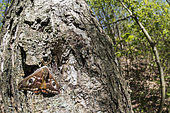 Front view of an adult male of Emperor moth (Saturnia pavoniella) perched on bark during day, Liguria, Italy