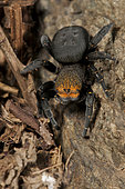 Female of the Velvet spider or ladybird spider (Eresus sp) outside of burrow, Piedmont, Italy