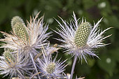Alpine sea holly or queen of the Alps (Eryngium alpinum), inflorescence particular, Trentino, Italy
