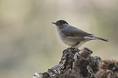 Portrait of an adult male of Eurasian blackcap (Sylvia atricapilla) resting on old trunk, Liguria, Italy