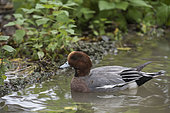 Side view of Eurasian wigeon (Mareca penelope) swimmnig in the pond, Piedmont, Italy