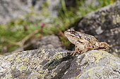 Adult of European common frog (Rana temporaria) restin on rock in the morning, Piedmont, Italy