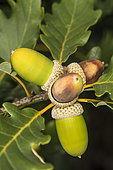 Foliage and acorns of an Oak (Quercus sp), Piedmont, Italy