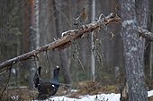 Western capercaillie (Tetrao urogallus), cock mating on snowfield in boreal coniferous forest, hen sitting on tree trunk, Kainuu, Finland, Europe