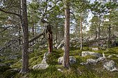Primeval forest in the Laponia protected area, Gällivare, Norrbottens län, Sweden, Europe