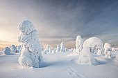 Trees covered in snow, winter landscape, Riisitunturi National Park, Posio, Lapland, Finland, Europe