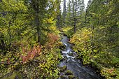 Small stream flows through autumnal forest, Sarek National Park, Laponia, Lapland, Sweden, Europe