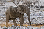 African Elephant (Loxodonta africana) in the dust, evening atmosphere, Etosha National Park, Namibia