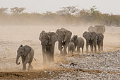African Elephant (Loxodonta africana) herd arriving at waterhole in the dust, evening atmosphere, Etosha National Park, Namibia
