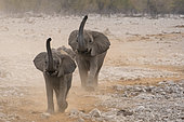 African Elephant (Loxodonta africana) pair arriving at waterhole in the dust, evening atmosphere, Etosha National Park, Namibia