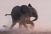 African Elephant (Loxodonta africana) herd arriving at waterhole in the dust, evening atmosphere, Okaukuejo water hole, Etosha National Park, Namibia