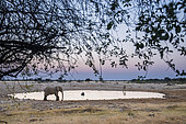 African Elephant (Loxodonta africana) at Okaukuejo waterhole, sunset setting, Etosha National Park, Namibia