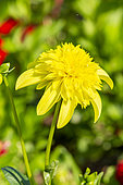 Dahlia 'Gardaia', flower