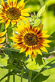 Common Sunflower 'Ring of Fire', Helianthus annuus 'Ring of Fire', flowers