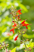 Scarlet Sage, Salvia Coccinea 'Grand Sage', flowers
