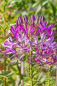 Spider Flower 'Violet Queen', Spider Flower 'Violet Queen', flowers