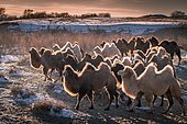 Herd of camels, Bactrian camels (Camelus bactrianus) run in winter in the Gobi Desert, Ömnö-Gobi-Aimag, Mongolia, Asia