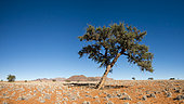 NamibRand Nature Reserve landscape, Namibia