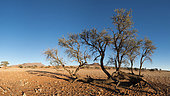 NamibRand Nature Reserve landscape, Namibia