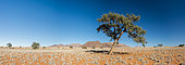 NamibRand Nature Reserve landscape, Namibia
