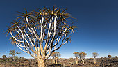 Quiver tree forest (Aloe dichotoma), Namibia