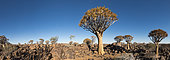 Quiver tree forest (Aloe dichotoma), Namibia
