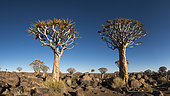 Quiver tree forest (Aloe dichotoma), Namibia