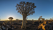 Quiver tree forest (Aloe dichotoma), at sunset, Namibia