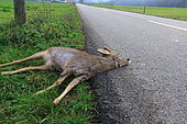 Male Roedeer (Capreolus capreolus) dead on the roadside, Isère, France