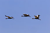 Black Crowned-Crane (Balearica pavonina) in flight, Casamance, Senegal