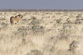 Lion (Panthera leo) lioness in the savannah, Etosha National Park, Namibia