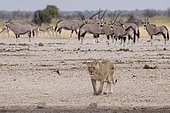 Lion (Panthera leo) lioness in front of Gemsbok (Oryx gazella), Etosha National Park, Namibia
