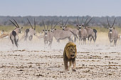 Lion (Panthera leo) mâle devant des Oryx gazelles (Oryx gazella), Parc national d'Etosha, Namibie