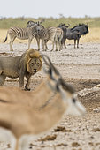 Lion (Panthera leo) with Plains Zebra (Equus quagga), Springbok (Antidorcas marsupialis) and Blue Wildebeest (Connochaetes taurinus) at waterhole, Etosha National Park, Namibia