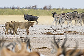 Lion (Panthera leo) with Plains Zebra (Equus quagga), Springbok (Antidorcas marsupialis) and Blue Wildebeest (Connochaetes taurinus) at waterhole, Etosha National Park, Namibia