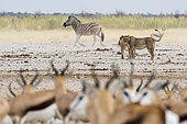 Lion (Panthera leo) with Plains Zebra (Equus quagga) and Springbok (Antidorcas marsupialis) at waterhole, Etosha National Park, Namibia