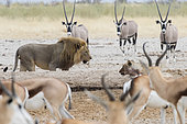 Lions (Panthera leo) between Oryx gazelles (Oryx gazella) and Springboks (Antidorcas marsupialis), Etosha National Park, Namibia